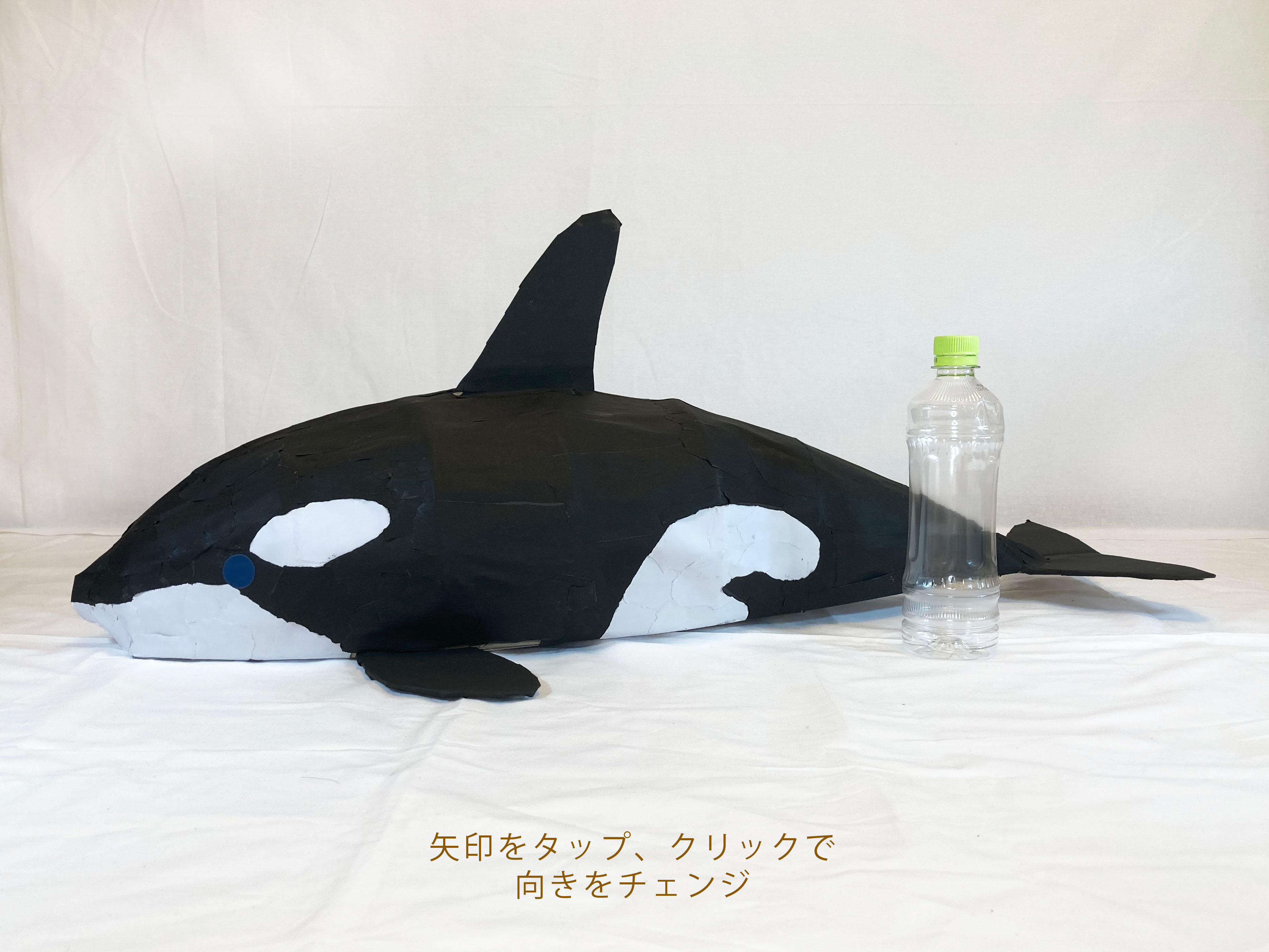 シャチ orca